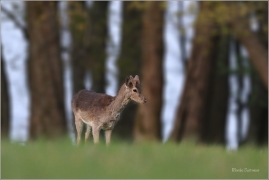 <p>DANĚK SKVRNITÝ (Dama dama) Šluknovsko - Knížecí /Fallow deer - Damhirsch/</p>